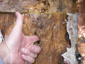 finger-pushed-through-OSB-sheathing.JPG